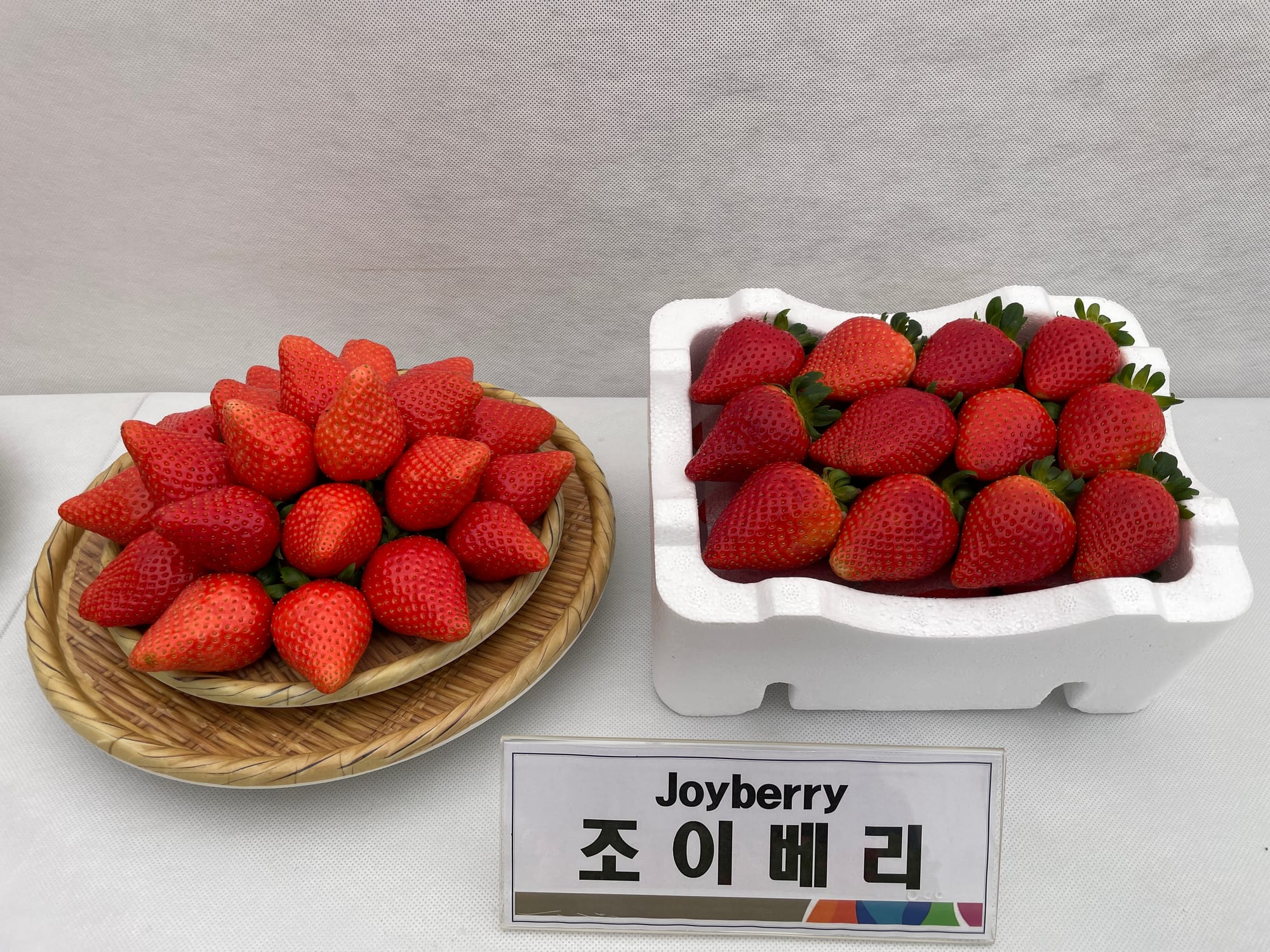 딸기 신품종 ‘조이베리’ 품종보호권 획득