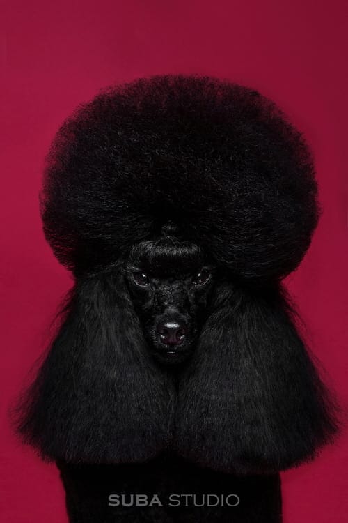 반려동물 촬영도 차별화 시대