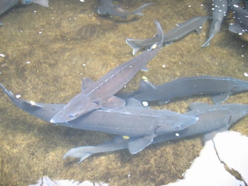 철갑상어가 화장품·비누로 변신~