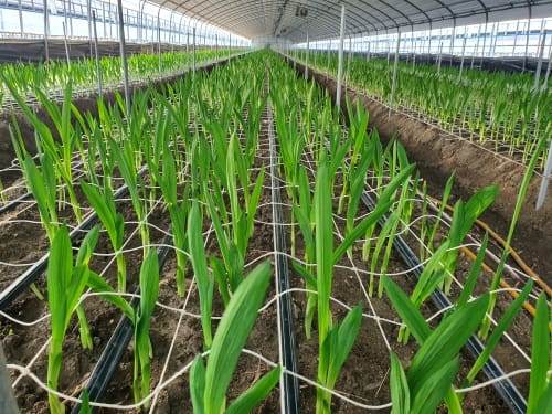 고품질 프리지어 생육 위한 햇빛관리 당부