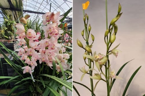 ‘신품종 심비디움’ 확대 보급 방안 모색