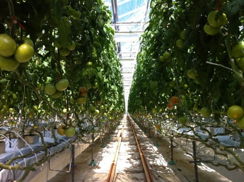 부여군, 원예산업 신성장 동력 확보에 집중