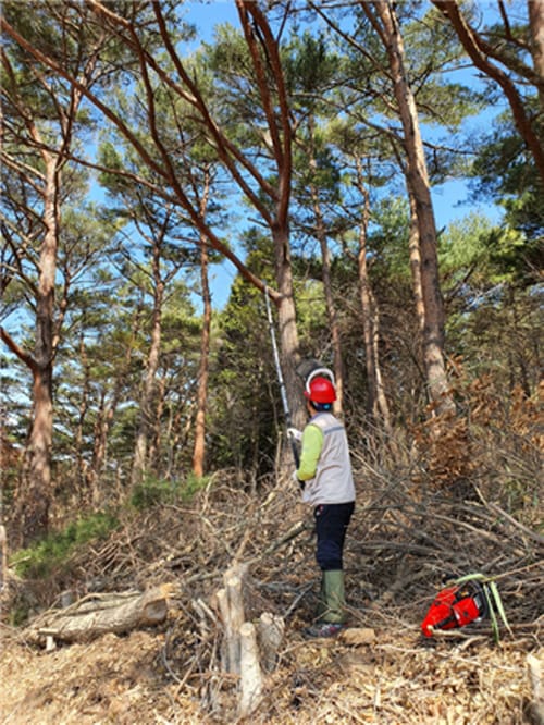 ‘올해 산림일자리 2600여명 창출한다’