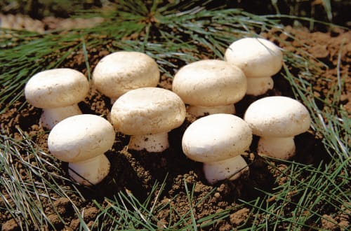 부여군, 양송이 수확후배지 재활용센터 공모 선정