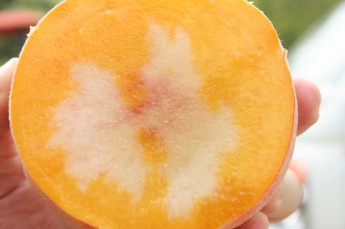 ‘복숭아 한 알에서 황도와 백도 맛이 동시에’