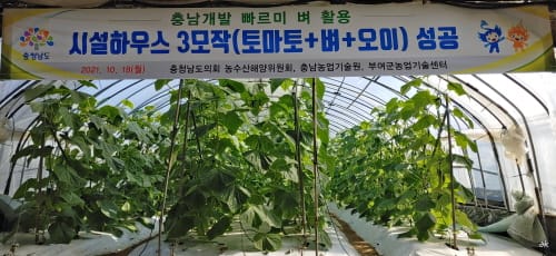 충남 빠르미 ‘벼 3모작 시대’ 열었다