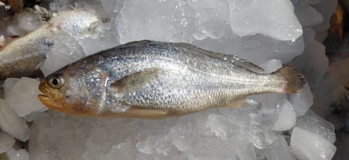 참조기 ‘단타’ 양식으로 자연재해 피한다