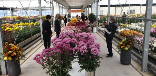 ‘충남70호’ 등 자체개발 우수 국화 수출용 선발