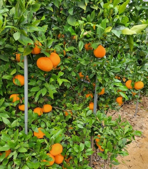 부여 ‘겨울의 붉은 보석, 레드향’ 본격 출하