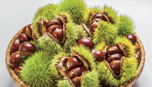 부여 굿뜨래 알밤, 대통령 설 선물에 오른다