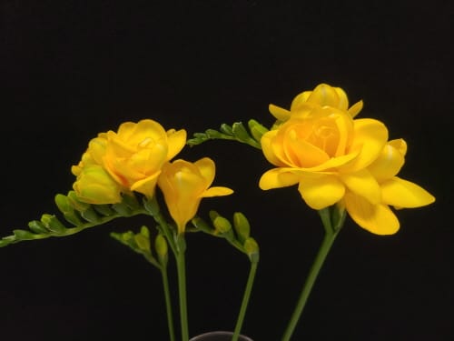 향기와 화색 돋보이는 ‘프리지아 육성 2계통’ 선발