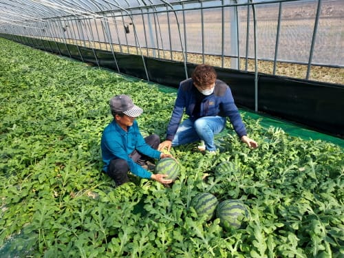 당도 높고 비타민 가득한 ‘부여 굿뜨래 수박’ 첫 출하