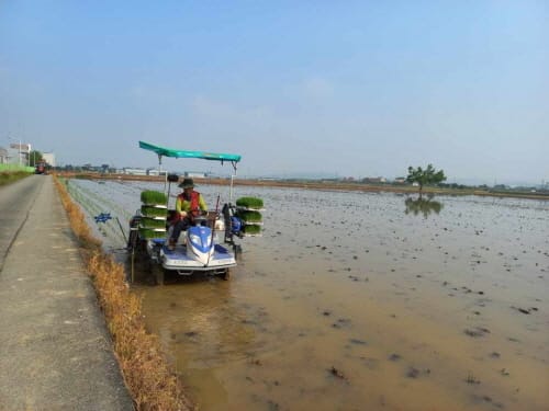 농가 공급 ‘벼 원종·증식종’ 확보 박차