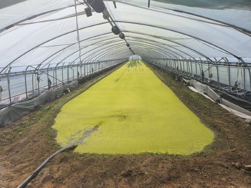 연작장해 해소 위한 담수 사업 본격 추진