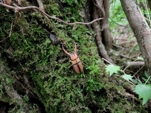 멸종위기 곤충, 집에서 키운다?
