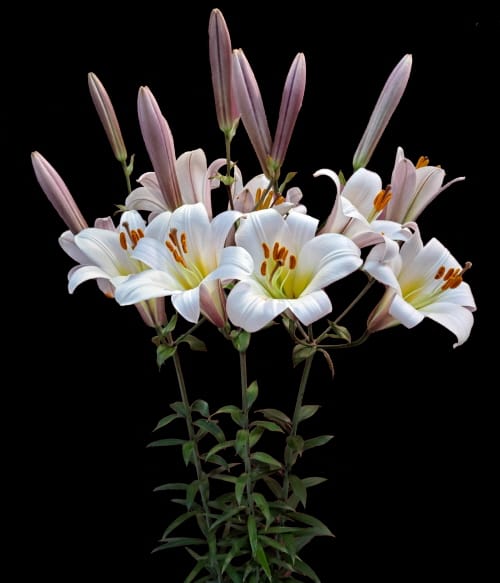 바이러스에 강한 백합 신품종 개발