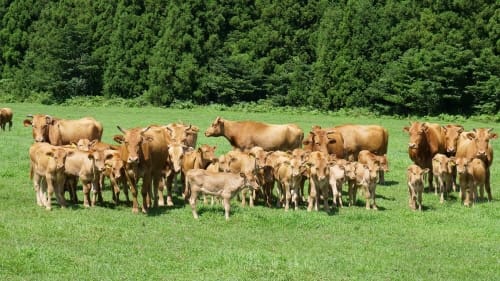 최고급 한우 낳는 우량암소 개량 박차