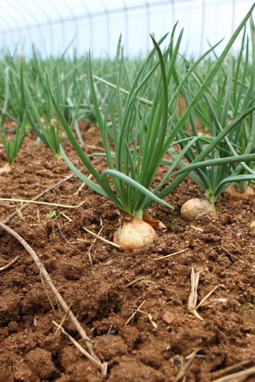 양대파, ‘퀘르세틴’ 등 항산화 성분 많아