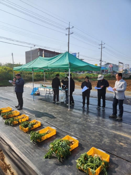 ‘충남형 2기작 씨감자’ 신품종 선발