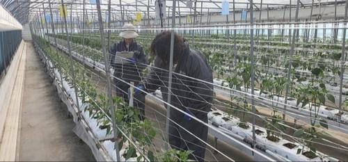 충청남도, 풋고추 스마트팜 최적 생산성 연구 ‘박차’