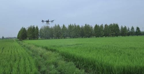 세종시 "벼 병해충 드론 공동방제 지원 신청하세요"