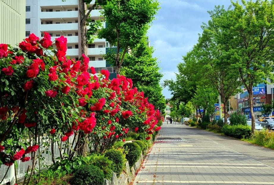 출근길도, 산책로도 장미명소였네