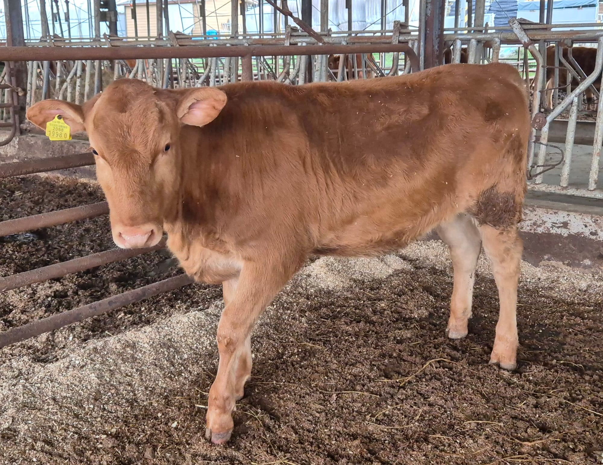 ‘충남 우수 한우 수정란 보급사업’ 효과성 입증