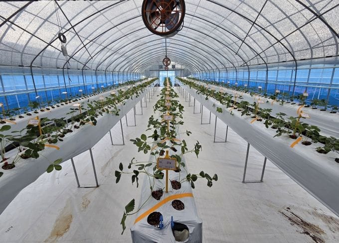 충남도 고경도 딸기 육종 분자마커 개발 착수