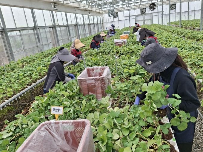 충남도 딸기 무병묘 보급으로 고품질 생산기반 강화