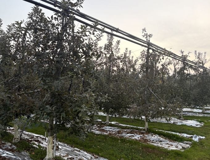 충남도 고품질 사과의 출발점은 ‘수확 후 관리’