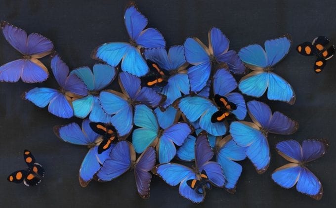 대전곤충생태관 곤충표본 제작 체험교실 운영