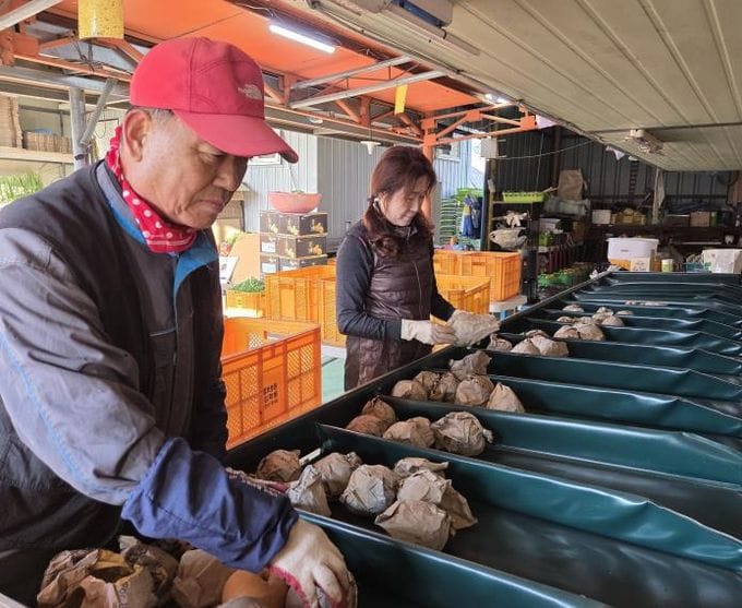 세종 배, 대한민국 최고 품질 입증했다