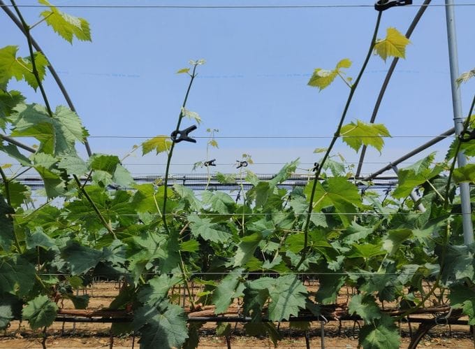 충남도 샤인머스켓 생리장해 확인…겨울철 양분 관리 시급