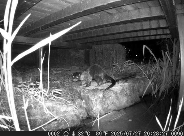 '2025년 세종호수공원 정밀 생태분포조사' 결과 발표