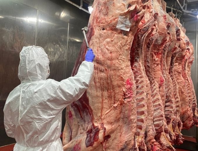 대전시 설 명절 대비 소․돼지 도축검사 강화