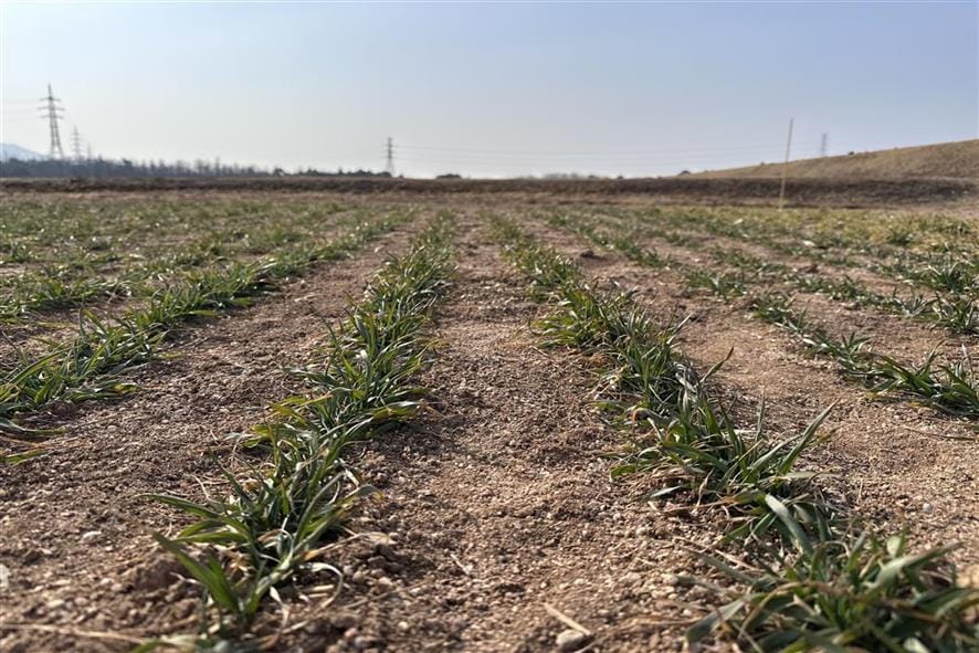 맥류 수확량 ‘생육재생기’ 관리가 좌우