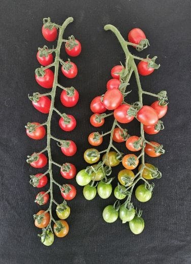 충남도 농업기술원, 대추형 방울토마토 ‘나이스허니·나이스맥스’ 출원