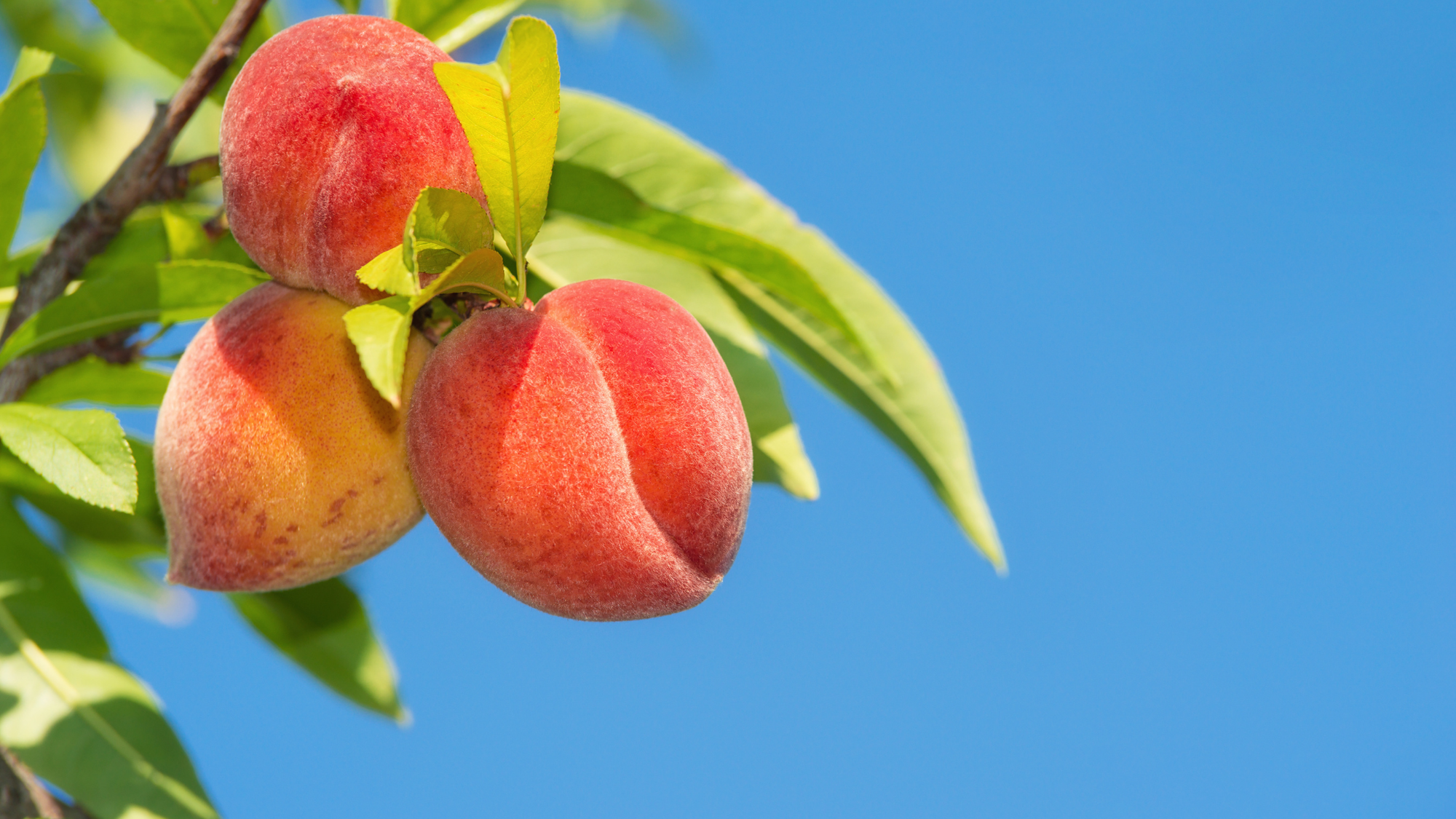 세종농업인대학 '복숭아 과정' 신입생 모집