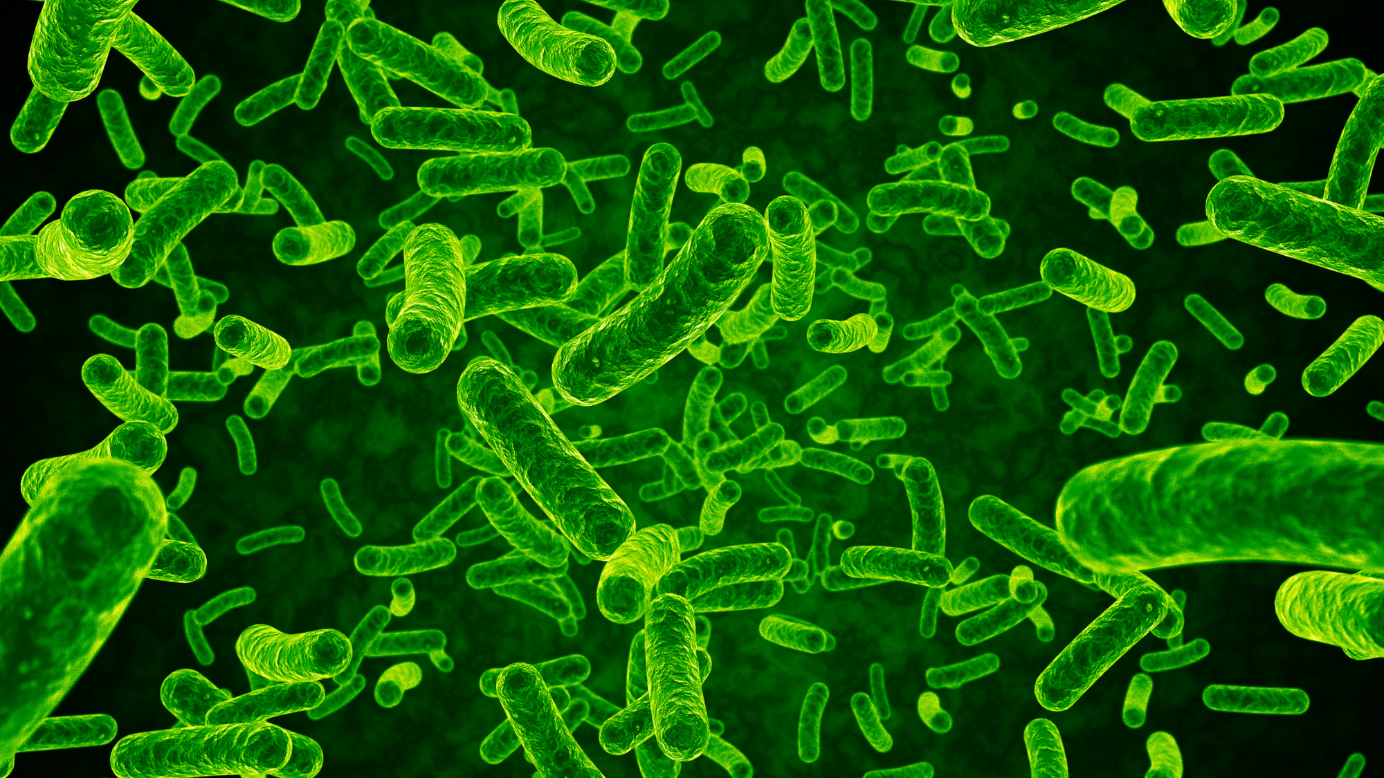 니파바이러스 감염 급증… 세종시,해외여행 주의보