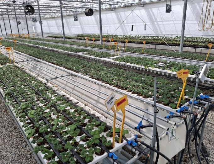 충남도 딸기 수확량 모주 관리가 결정