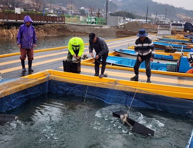 충남도 수산자원연구소 빙어 수정란 1200만 립 이식 완료