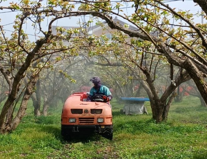 세종시 '개화기 약제 방제, 과수화상병 예방 첫걸음'