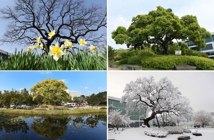 충남도, 지역 역사 생태 품은 보호수 체계적 관리