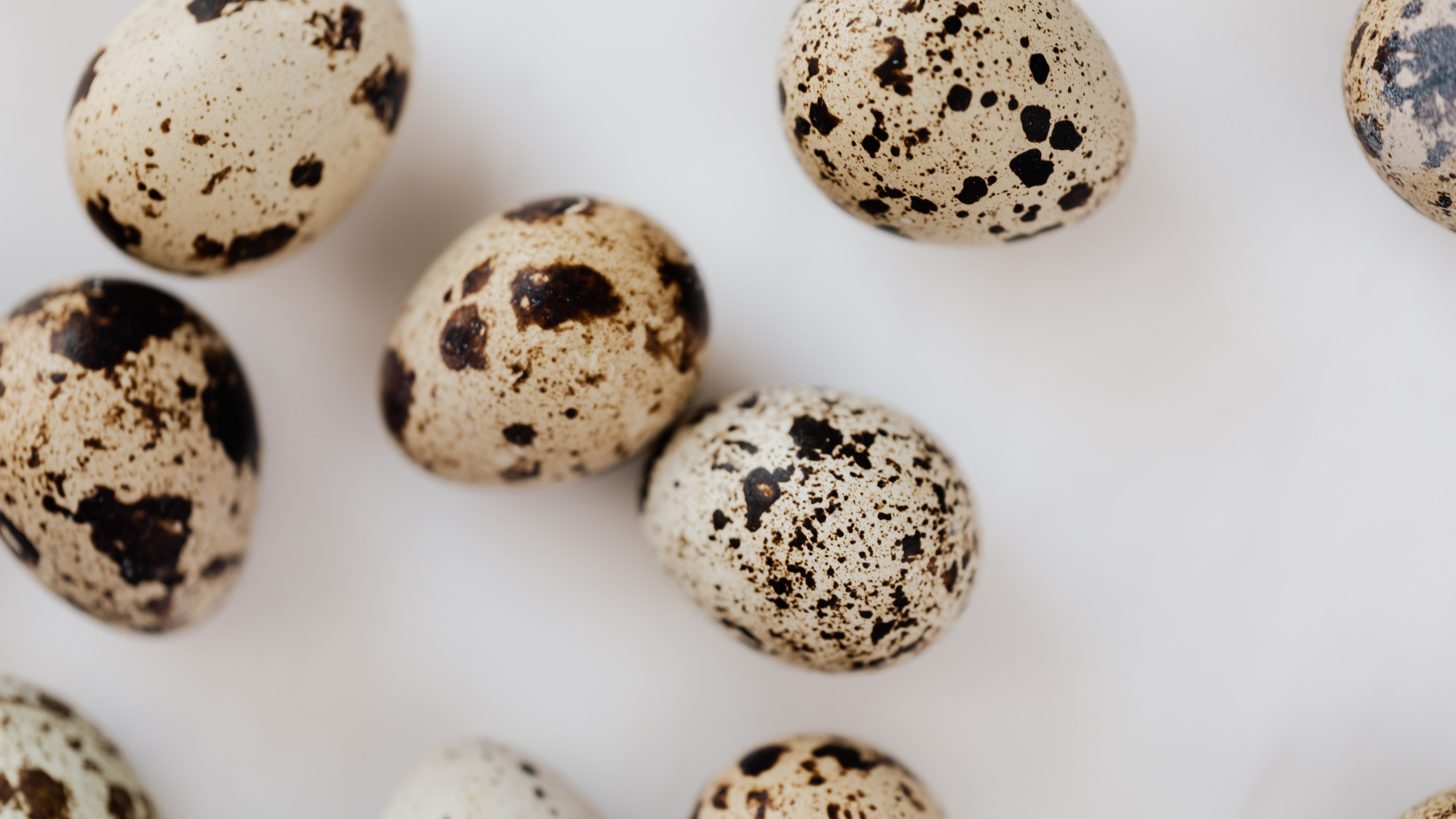 충청남도, 아산 메추리 농장서 H5형 AI 항원 검출