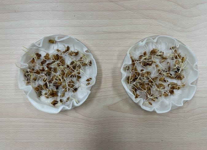 세종시농업기술센터, 자가채종 종자 파종전 발아율 검사 당부