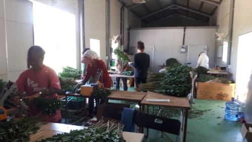 日 ‘오봉절’ 앞두고 충남 국화 수출 급증 post image