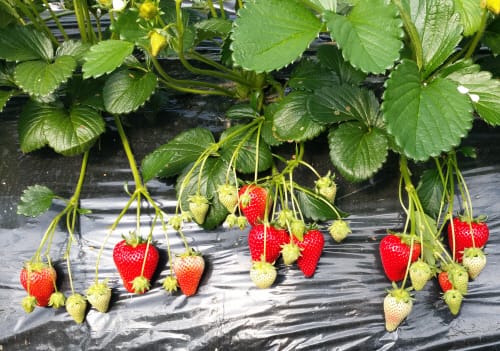 비타민C 풍부한 딸기 ‘비타베리’ 개발 post image