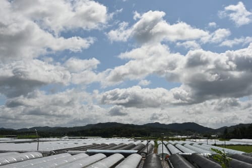 부여군, 원예 ‧ 특작 분야 지원사업에 166억 투입 post image