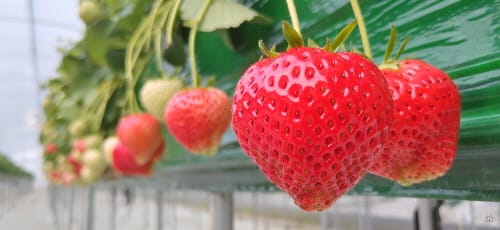 해외서 주문 쇄도 ‘없어서 못파는 충남 딸기’ post image