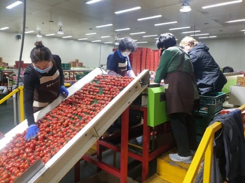 부여군, 공동선별·출하 생산자 조직 육성 중점 post image